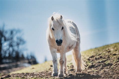 HORSE ∞ .